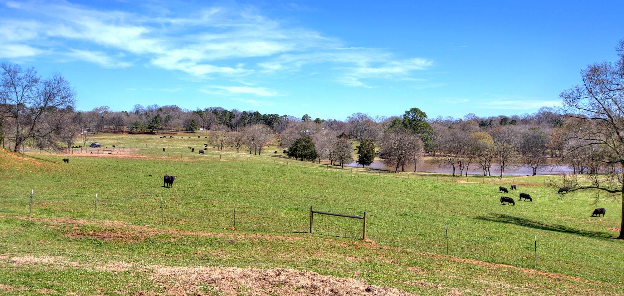 Katie Colin Farm Cows in Field