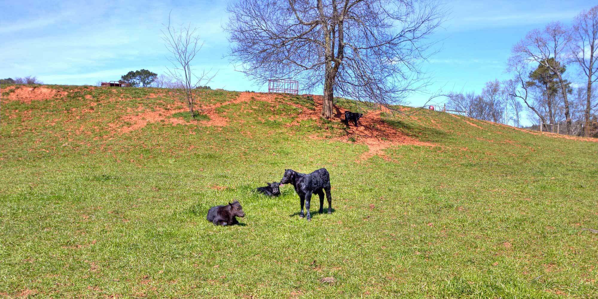 Calves in a field
